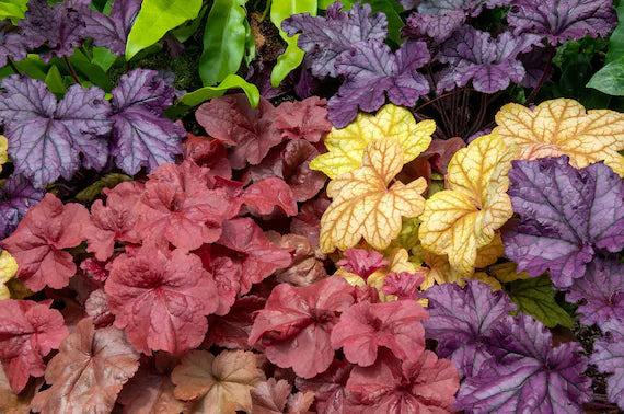 Mixed Heuchera Coral Flower Seeds for Planting - Heirloom, NON-GMO Seeds - Vibrant Garden Blooms - Heuchera for planting in home garden